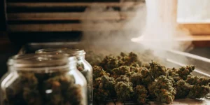 Freshly cured cannabis buds beside open glass jars in a warm curing room with visible vapor.