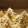 Frosty cannabis buds growing indoors under bright warm grow lights during late flowering stage.