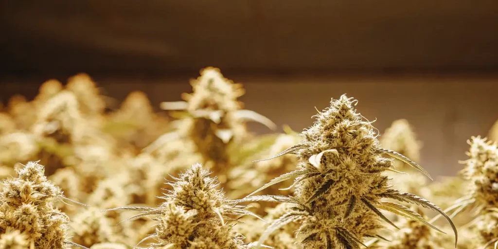Frosty cannabis buds growing indoors under bright warm grow lights during late flowering stage.