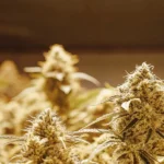 Frosty cannabis buds growing indoors under bright warm grow lights during late flowering stage.