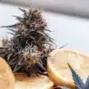 Dark fruity cannabis bud displayed with fresh lemon slices on a bright background.