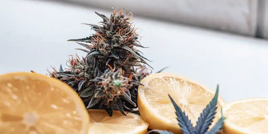 Dark fruity cannabis bud displayed with fresh lemon slices on a bright background.