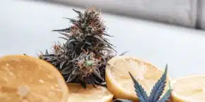 Dark fruity cannabis bud displayed with fresh lemon slices on a bright background.