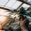Cannabis grower inspecting mature cannabis buds inside greenhouse at sunset.