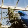 Gloved hand inspecting mature cannabis buds inside greenhouse cultivation facility.