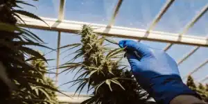 Gloved hand inspecting mature cannabis buds inside greenhouse cultivation facility.
