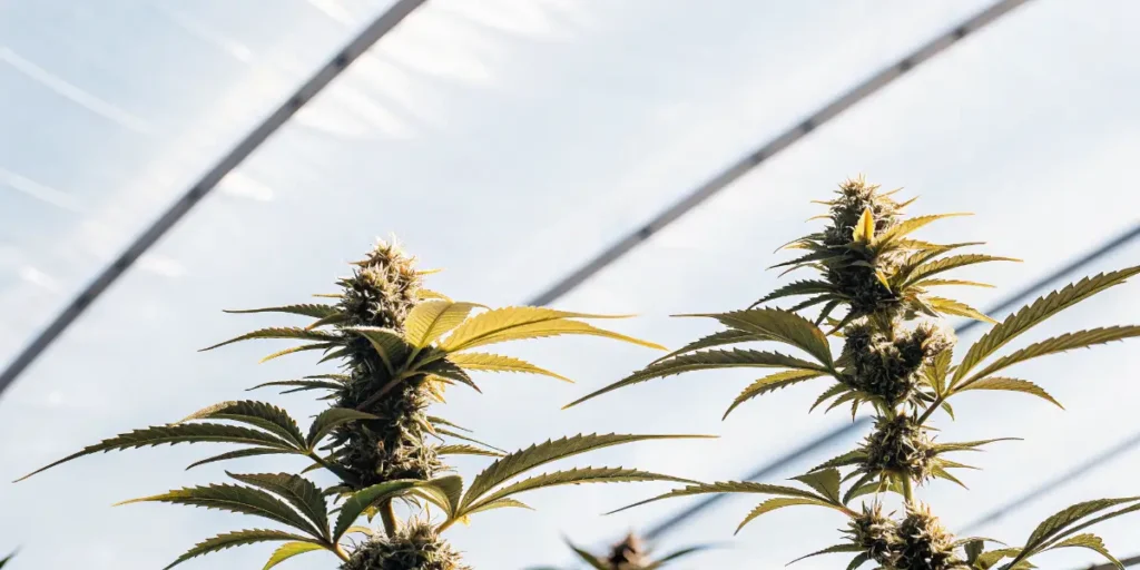 Flowering cannabis plants growing inside a bright greenhouse under natural sunlight.