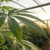 Close-up of a cannabis leaf covered in morning dew inside a sunlit greenhouse.