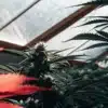 Cannabis plants growing inside greenhouse with red leaves in foreground and mature buds.