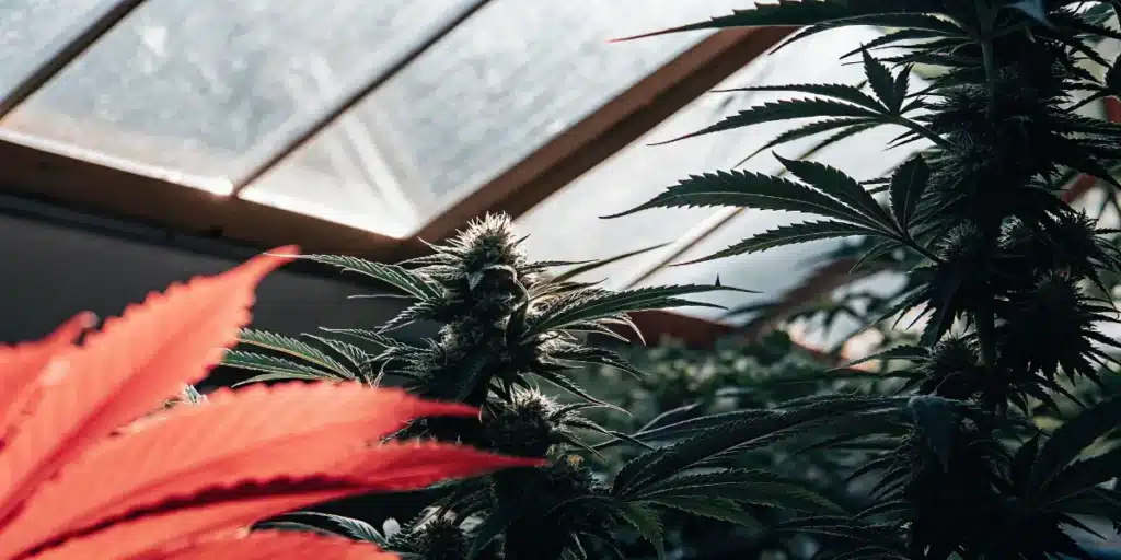 Cannabis plants growing inside greenhouse with red leaves in foreground and mature buds.