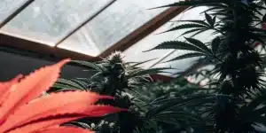 Cannabis plants growing inside greenhouse with red leaves in foreground and mature buds.