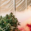 Cannabis plants growing in a greenhouse surrounded by dense fog and controlled humidity conditions.
