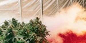 Cannabis plants growing in a greenhouse surrounded by dense fog and controlled humidity conditions.