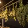 Freshly harvested cannabis buds hanging upside down in a professional indoor drying room under warm lighting.