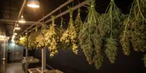 Freshly harvested cannabis buds hanging upside down in a professional indoor drying room under warm lighting.