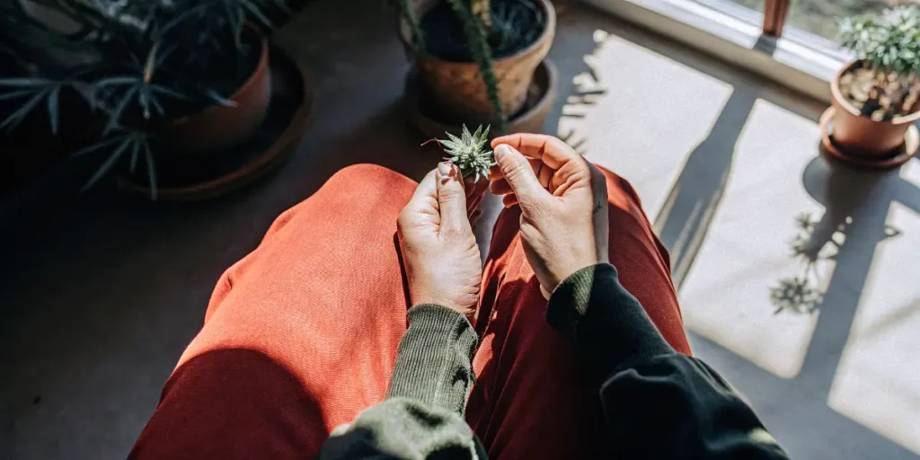 Person examining cannabis bud near window with indoor plants and sunlight.