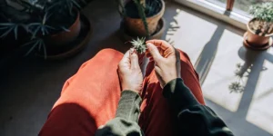 Person examining cannabis bud near window with indoor plants and sunlight.