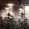Indoor cannabis grow room with flowering marijuana plants, warm lighting, and visible humidity or vapor in the air.