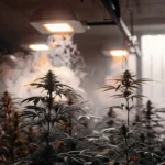 Indoor cannabis grow room with flowering marijuana plants, warm lighting, and visible humidity or vapor in the air.