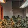 Indoor cannabis grow room with advanced ventilation ducts and flowering marijuana plants under artificial lighting.