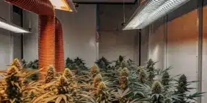 Indoor cannabis grow room with advanced ventilation ducts and flowering marijuana plants under artificial lighting.