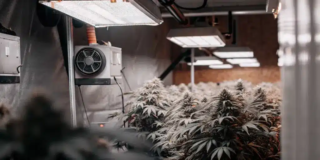 Indoor cannabis flowering room with LED grow lights, ventilation fan, and dense marijuana canopy.