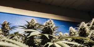 Large indoor cannabis colas flowering under artificial grow lights in a professional cultivation facility.