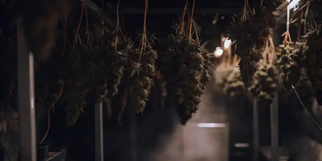 Indoor cannabis curing room with hanging cannabis buds drying under low light and controlled airflow conditions.