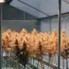 Cannabis plants hanging upside down in a modern indoor drying room after harvest.