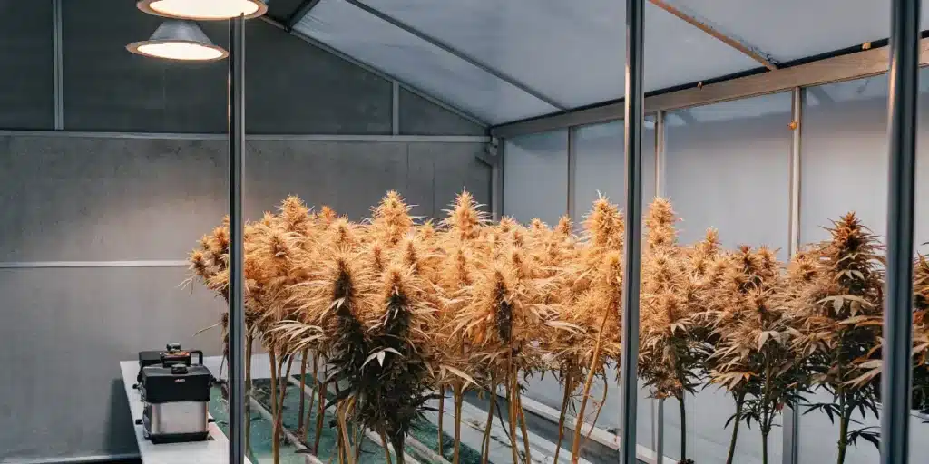 Cannabis plants hanging upside down in a modern indoor drying room after harvest.