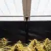 Indoor cannabis flowering room with reflective ceiling panels and mature marijuana plants under controlled lighting.