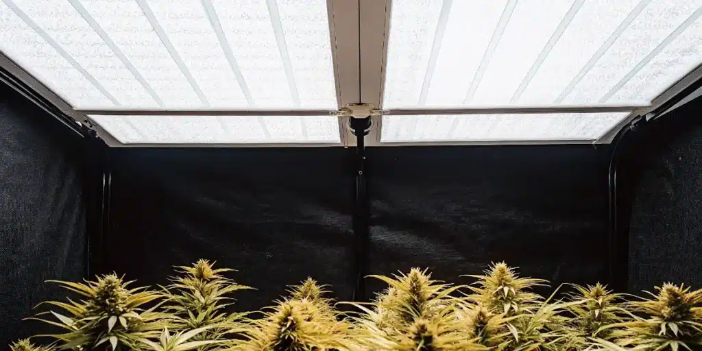 Indoor cannabis flowering room with reflective ceiling panels and mature marijuana plants under controlled lighting.