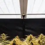 Indoor cannabis flowering room with reflective ceiling panels and mature marijuana plants under controlled lighting.