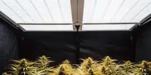 Indoor cannabis flowering room with reflective ceiling panels and mature marijuana plants under controlled lighting.