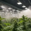 Indoor cannabis grow room with misting system and humidity control maintaining healthy flowering marijuana plants.