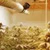 Indoor cannabis grow room with ventilation ducts and flowering marijuana plants under warm artificial lighting.