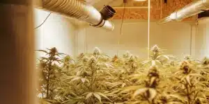 Indoor cannabis grow room with ventilation ducts and flowering marijuana plants under warm artificial lighting.