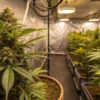 Large flowering cannabis plants growing inside a professional indoor cultivation room.