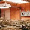 Indoor Cannabis Grow Room with LED Lighting