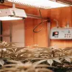 Indoor Cannabis Grow Room with LED Lighting