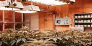 Indoor Cannabis Grow Room with LED Lighting