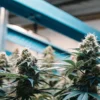 Close-up of flowering cannabis plants inside an indoor grow room with blue LED lighting systems.