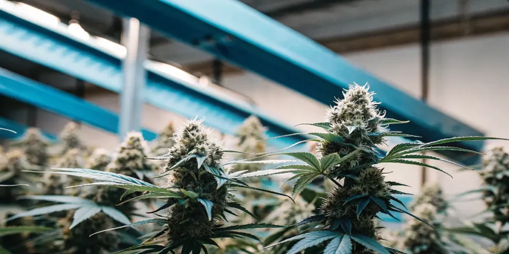 Close-up of flowering cannabis plants inside an indoor grow room with blue LED lighting systems.