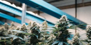 Close-up of flowering cannabis plants inside an indoor grow room with blue LED lighting systems.