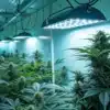 Indoor cannabis grow room with flowering plants under bright LED grow lights.
