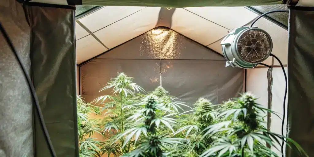 Cannabis grow tent with circulating fan, LED lighting, and flowering cannabis plants in controlled environment.