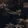 Dark indoor cannabis grow room with flowering plants and a digital humidity monitoring system.