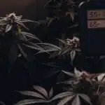 Dark indoor cannabis grow room with flowering plants and a digital humidity monitoring system.
