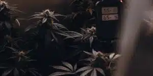 Dark indoor cannabis grow room with flowering plants and a digital humidity monitoring system.