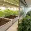 Indoor Cannabis Plants Growing in Soil Beds